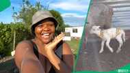 "Celebrate your small wins": Woman celebrates pet sheep having a baby