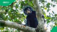 Scientists confirm rare monkey species with pink lips in DR Congo forests