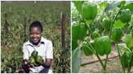 20-year old female farmer feeds the country and supplies big wholesalers