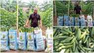 Graduate who went into farming breaks the internet with massive cucumbers he harvested