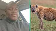 Limpopo man chases hyena at night in TikTok video, SA has jokes