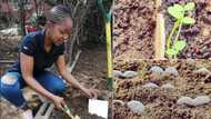 Halala: Young woman starts sustainable farming business, inspires Mzansi