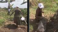 "She needs help": Physically challenged woman seen working inside farm with crutches, video emerges online