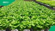 Graduate unable to find work builds successful farm without soil
