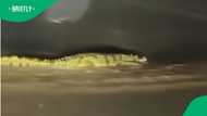 "Where was it hiding all along?": Crocodile spotted in Uitenhage's Willow Dam, SA astonished