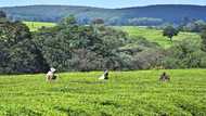 Kenya launches probe into sex abuse claims at UK tea firms