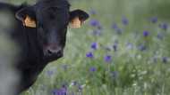Spain to put video cameras in abattoirs
