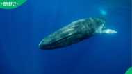 “Huge things in these waters”: SA reacts to rare whale washing up in the Western Cape