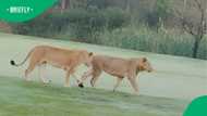 "That's why you sign an indemnity": Golfers left stunned after unexpected visitors take over Kruger course