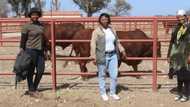 Female farmers awarded high quality bulls, SA reacts: #WomenEmpowerment