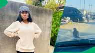 Pigeon catches ride through Johannesburg on woman's car in TikTok video, South Africa has jokes