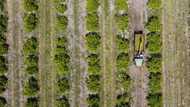Fruit in crisis: Florida's orange groves buffeted by hurricane, disease