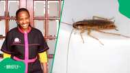 Mbali Nhlapho's hack to get rid of cockroaches leaves South Africans in doubt: "Temporary solution"