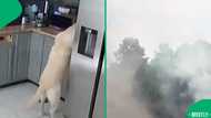 Dog accidentally starts house fire after switching on toaster, 3 family pets die