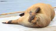 Walrus that attracted crowds in Oslo fjord euthanised