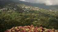 'Zero income' after storms ravage famed Greek apple harvest