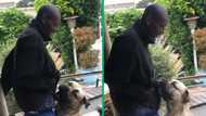 Boerboel pesters and leaps on man, TikTok video has Mzansi laughing at how gent handled South African breed