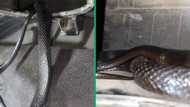 TikTok video of snake inside vehicle gets 1.8m views, netizens lose their minds over serpent's hiding spot