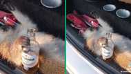 Drunk monkey passed out in car boot from drinking Savanna amuses TikTokkers