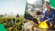 "There were good times and bad times": 6 inspiring stories of farmers living the dollar dream