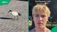 Hadeda evolution? SA man’s bird discovery sparks hilarious debate