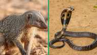 Mongoose hunts a cobra in intense street battle in a video, leaves netizens astonished