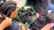 Woman in salon with 1-year-old cornrows in TikTok video, stylist finds rust in hair and leaves netizens in awe