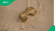 Puff adder bite in Hartenbos sparks debate as experts share snake bite guide
