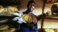 Cameroon's mushroom growers looking beyond the kitchen