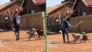 Street vendor teaches 3 dogs hounding him a lesson, video leaves SA howling