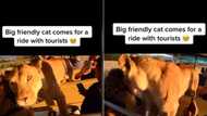 Lion hops onto ride full of tourists, friendly big cat gets 5.5M TikTok views