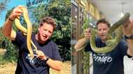 "No ways": SA Youtuber Dingo Dinkelman spends 5 nights with 16 snakes, Mzansi freaked out