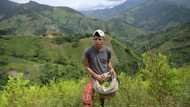 No choice: Colombia's ex-guerrillas revert to coca, crime