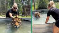 Beautiful woman washes jaguar in viral TikTok video with 87 million views, TikTokkers have mixed feelings