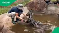 “Thank goodness”: Newborn zebra rescued from drowning and reunited with herd in SA Reserve