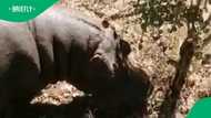 Hippo chases Afrikaner man and traps him up a tree in TikTok Video