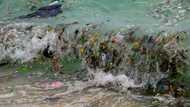 Far-reaching UN treaty a must to cut global plastic use: experts