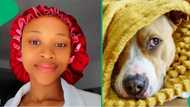 SA cracks up over woman's hilarious struggle to bathe reluctant dog: "He looks like he wants to cry"