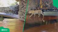 "Very privileged to see that": SA stunned as leopard strolls through lodge with guests nearby