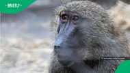 Western Cape man fights off baboons trying to take over his car in viral video