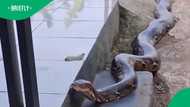 Massive python slithers through Tzaneen, sparking fear and fascination among viewers