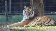 Escaped tiger Sheba back on the Johannesburg streets after brief visit home inspiring #gosheba online