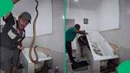 "I'd sell the house": Snake catcher dismantles bathroom to rescue hidden cape cobra, SA stunned