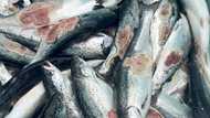 Dying salmon trouble Norway's vast fish-farm industry