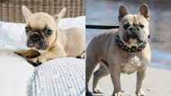 Most expensive French bulldog: Top 10 list that will amaze you