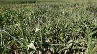 GMO skeptics still distrust big agriculture's climate pitch