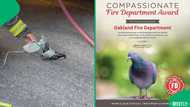 Firefighters honoured after saving smoke-stricken pigeon with oxygen during car fire