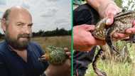 North-West University researchers unveil new African bullfrog species in Namibia