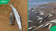“The river mouth blew open”: Popular KZN fishing spot turns grim after sudden mass fish death