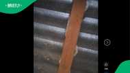 "Guys, you know this is really serious": Man finds snake skin in his shack roof